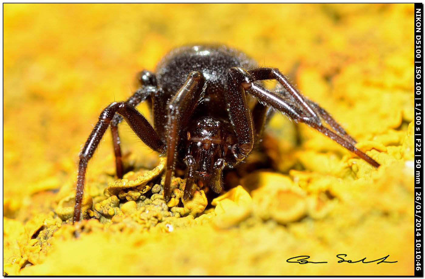 Steatoda paykulliana - Monte Santu Pedru (Alghero, SS)